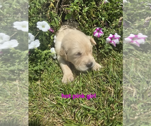 Medium Photo #8 Golden Retriever Puppy For Sale in OIL CITY, PA, USA