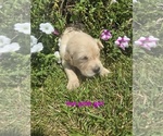 Small #7 Golden Retriever
