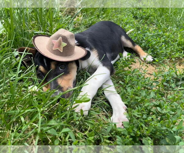 Medium Photo #39 Treeing Walker Coonhound-Unknown Mix Puppy For Sale in Germantown, OH, USA