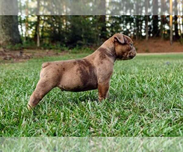 Medium Photo #3 Olde English Bulldogge Puppy For Sale in BREMEN, GA, USA