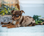 Small Photo #15 Chihuahua Puppy For Sale in FREDERICKTOWN, OH, USA