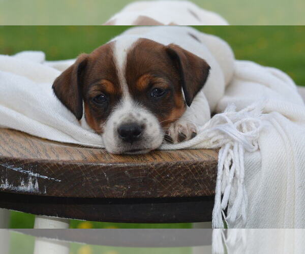 Medium Photo #1 Jack Russell Terrier Puppy For Sale in ORRVILLE, OH, USA