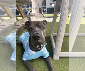 Beans - Male Mutt Dog for Adoption - Photo #6