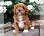 Small #2 Cavapoo (Miniature)