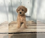 Image preview for Ad Listing. Nickname: Beau