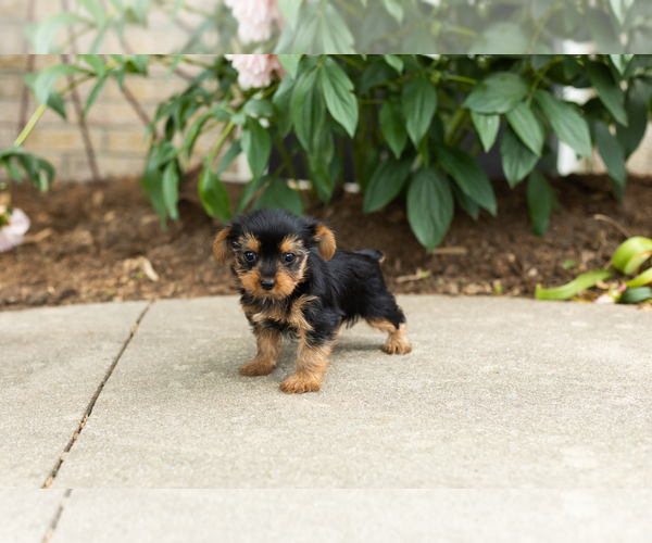 Medium Photo #4 Yorkshire Terrier Puppy For Sale in NAPPANEE, IN, USA