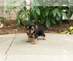 Small #3 Yorkshire Terrier