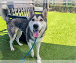Small #2 Siberian Husky