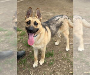 German Shepherd Dog Dogs for adoption in Riverside, CA, USA
