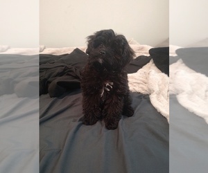 Bernedoodle (Miniature) Puppy for sale in MERIDIAN, ID, USA