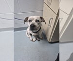 FUNFETTI - Male Mutt Dog for Adoption - Small photo