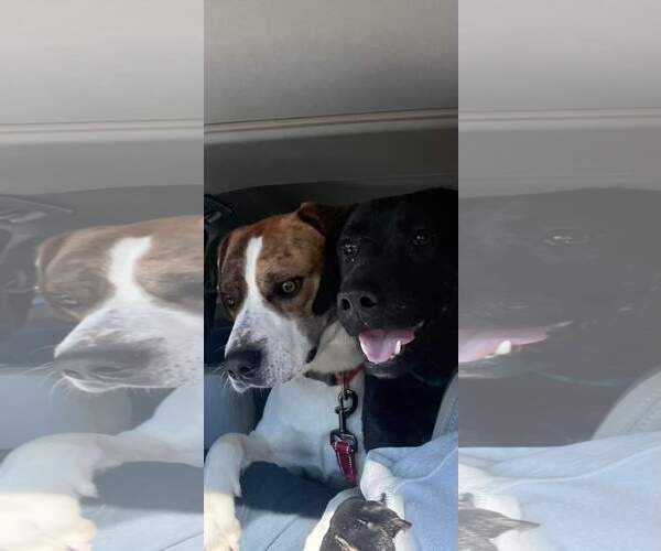Medium Photo #6 Mutt Puppy For Sale in Hinton, WV, USA