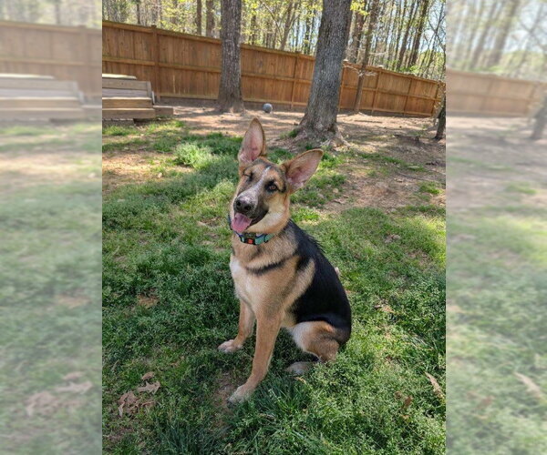 Medium Photo #1 German Shepherd Dog Puppy For Sale in La Grange , NC, USA