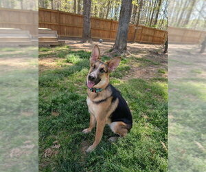German Shepherd Dog Dogs for adoption in La Grange , NC, USA