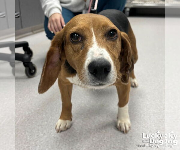 Medium Photo #3 Beagle-Unknown Mix Puppy For Sale in Washington, DC, USA