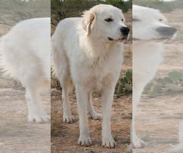 Medium Photo #2 Great Pyrenees-Unknown Mix Puppy For Sale in Minneapolis, MN, USA