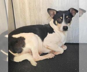 Mutt Dogs for adoption in San Antonio, TX, USA