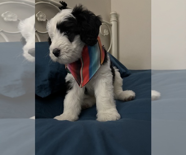 Medium Photo #2 Goldendoodle-Old English Sheepdog Mix Puppy For Sale in BROOKLYN, NY, USA