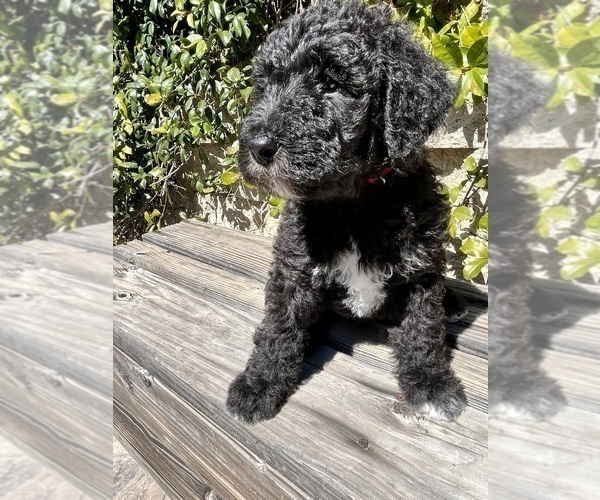Medium Photo #1 Airedoodle Puppy For Sale in EL CAJON, CA, USA
