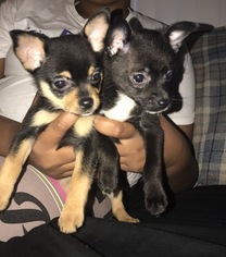 Chihuahua Puppy for sale in CONCORD, CA, USA