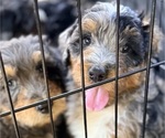 Small #3 Aussie-Poo-Bernedoodle Mix