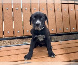 Labrador Retriever-Unknown Mix Dogs for adoption in Orange, CA, USA