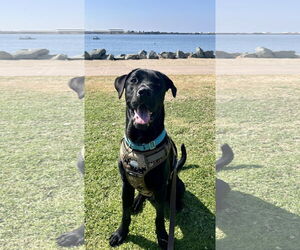 Labrador Retriever-Unknown Mix Dogs for adoption in San Diego, CA, USA