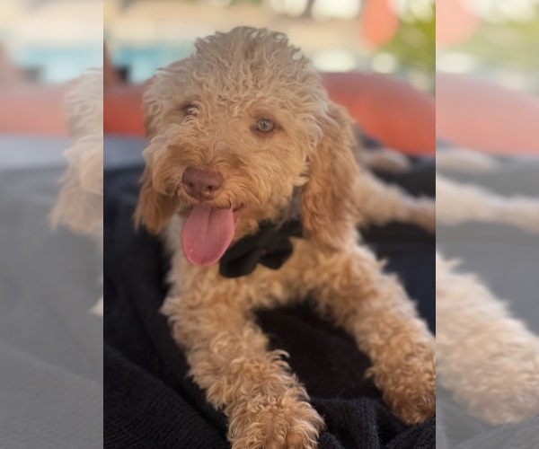 Medium Photo #3 Goldendoodle mix (+ Poodle Miniature) Puppy For Sale in MENIFEE, CA, USA