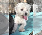Small #15 Maltese