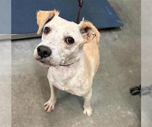 Mutt Dogs for adoption in Camarillo, CA, USA