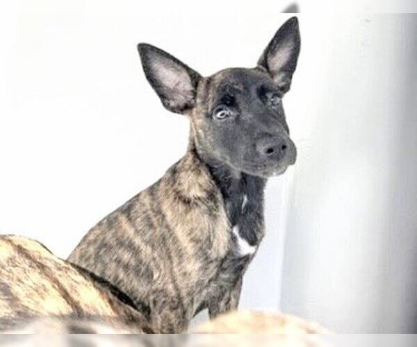 Medium Photo #1 Mutt Puppy For Sale in Houston, TX, USA