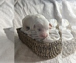 Puppy Snow Flake Saint Berdoodle-Shepadoodle Mix