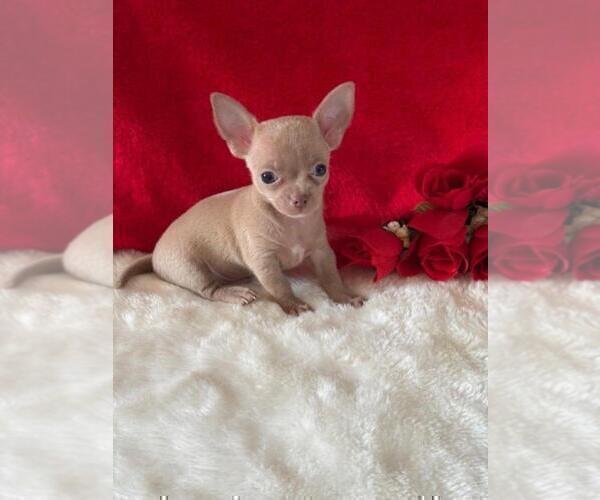 Medium Photo #28 Chihuahua Puppy For Sale in TAMPA, FL, USA