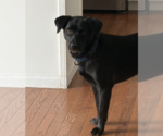 Small #3 Retriever  Mix