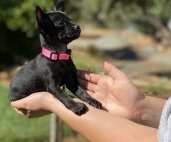 Medium Photo #1 Chihuahua Puppy For Sale in MARYSVILLE, CA, USA