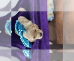 Small Photo #14 Golden Retriever Puppy For Sale in STAFFORD, VA, USA