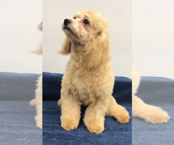 Medium Photo #4 Bichon Frise-Unknown Mix Puppy For Sale in Lincolnwood, IL, USA