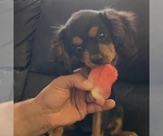 Small Photo #13 Cavalier King Charles Spaniel Puppy For Sale in ALBUQUERQUE, NM, USA