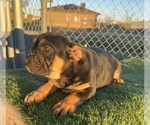 Small #26 English Bulldog