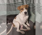Small #9 Labrador Retriever Mix