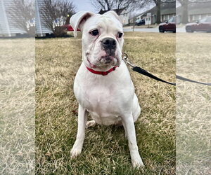 Boxer Dogs for adoption in Dumont, NJ, USA