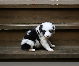 Border Collie Puppy for sale in WARSAW, OH, USA