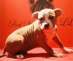 Small #3 American Bully