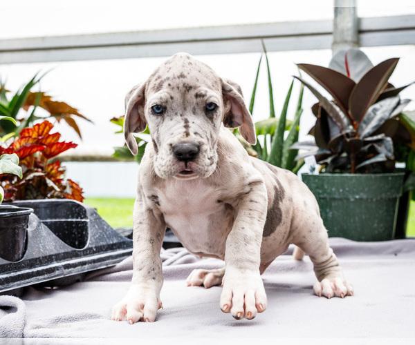 Medium Photo #21 Great Dane Puppy For Sale in WAKARUSA, IN, USA