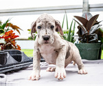 Small #20 Great Dane