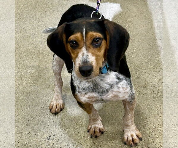 Medium Photo #3 Beagle Puppy For Sale in Batavia, OH, USA