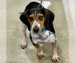 Small #2 Beagle
