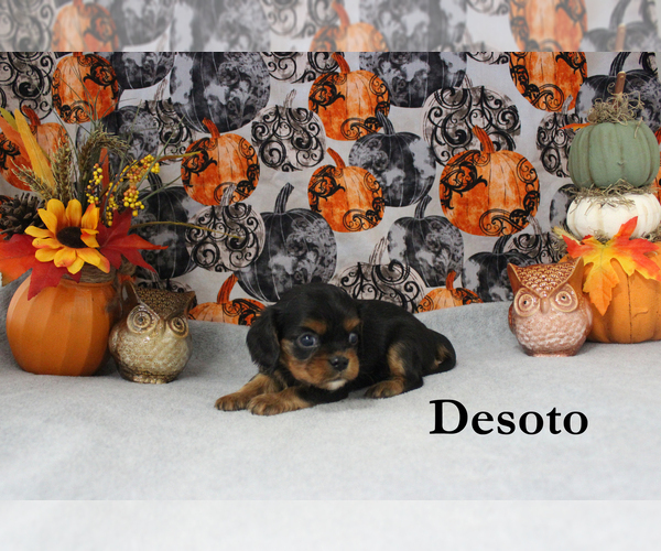 Medium Photo #59 Cavalier King Charles Spaniel Puppy For Sale in CHANUTE, KS, USA