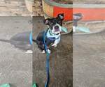 Small #2 American Pit Bull Terrier-American Staffordshire Terrier Mix