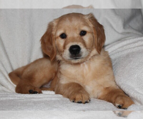 Medium Photo #1 Golden Retriever Puppy For Sale in SENECA, SC, USA